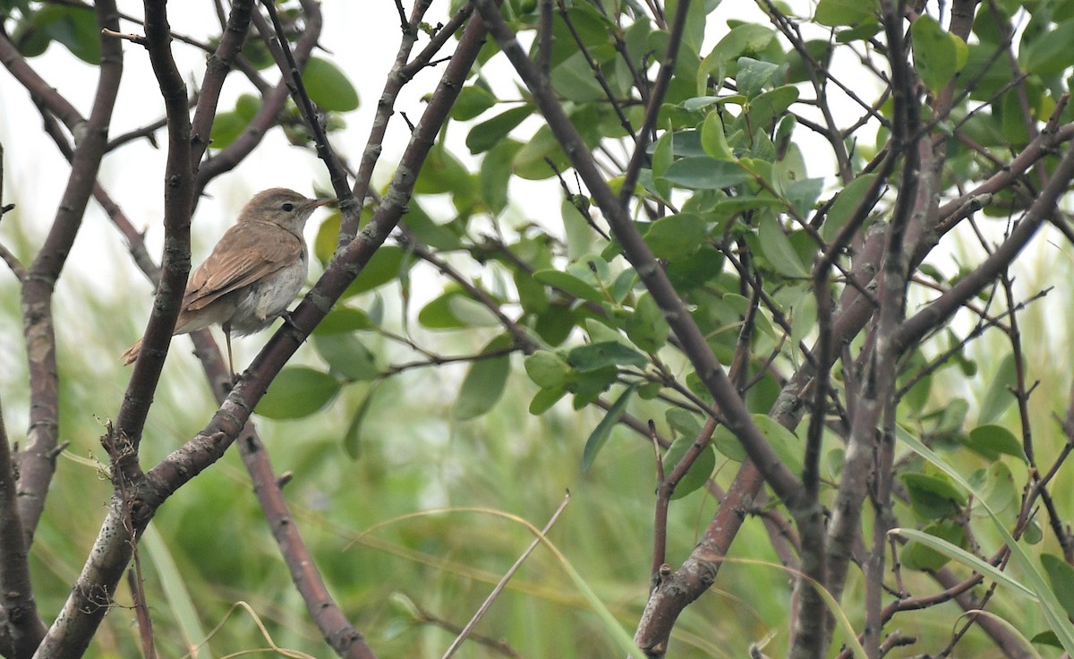 ヒメウタイムシクイ - ML645779089