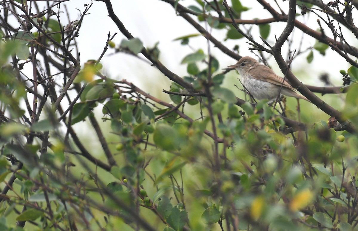 ヒメウタイムシクイ - ML645779091