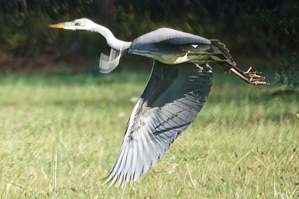 volavka popelavá - ML645779092