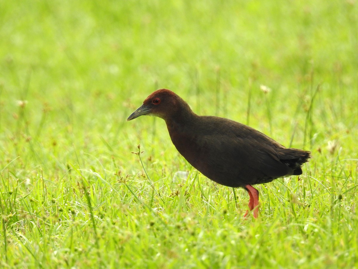 Ruddy-breasted Crake - ML645779097