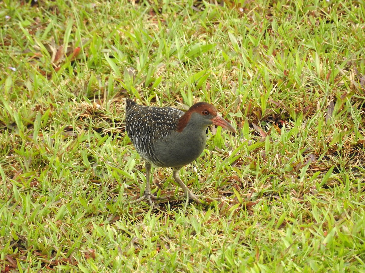 Slaty-breasted Rail - ML645779100