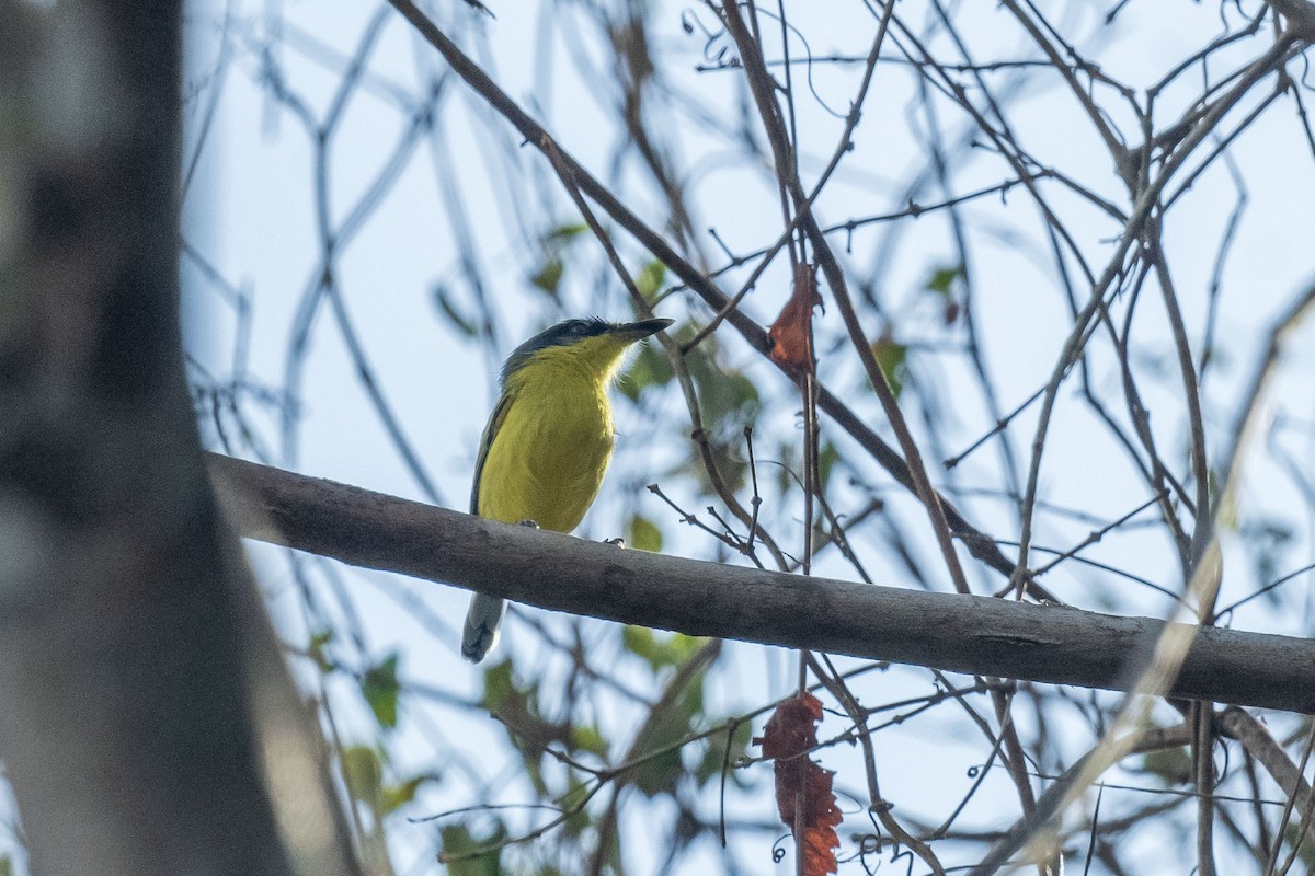Common Tody-Flycatcher (cinereum Group) - ML645779103