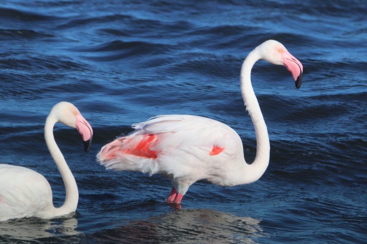 Greater Flamingo - ML645779110