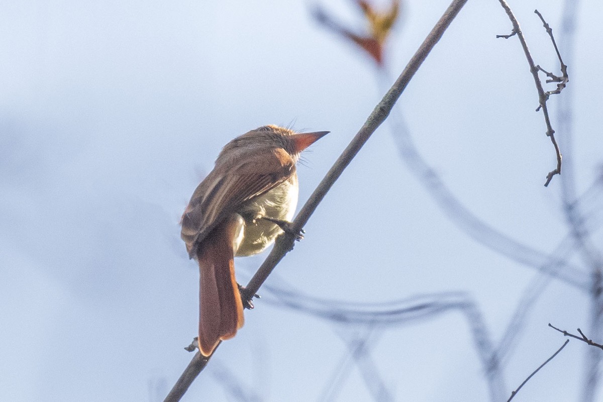 Ash-throated Casiornis - ML645779111