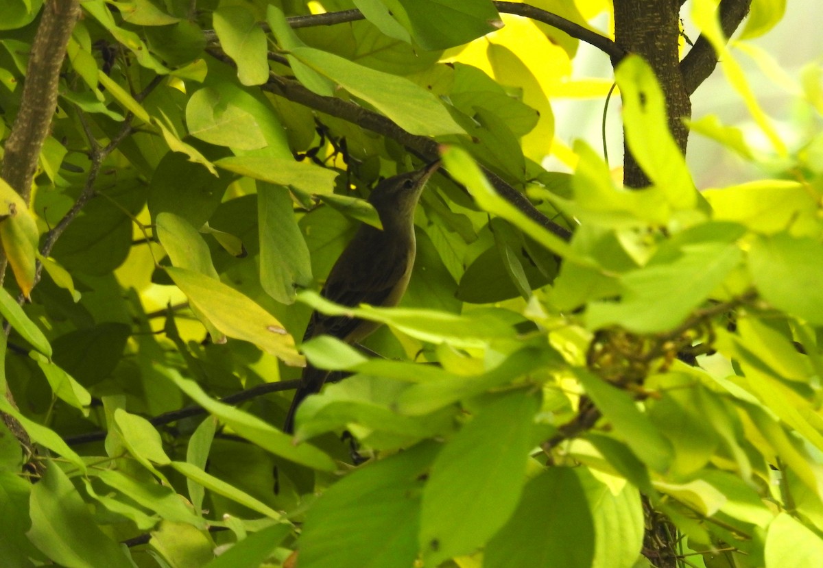 Oriental Reed Warbler - ML645779112