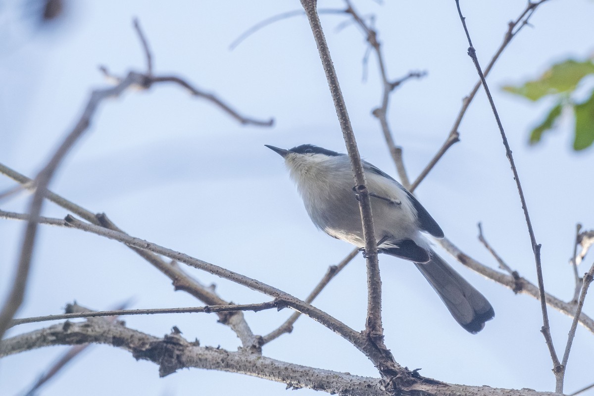 Tropical Gnatcatcher (atricapilla) - ML645779117