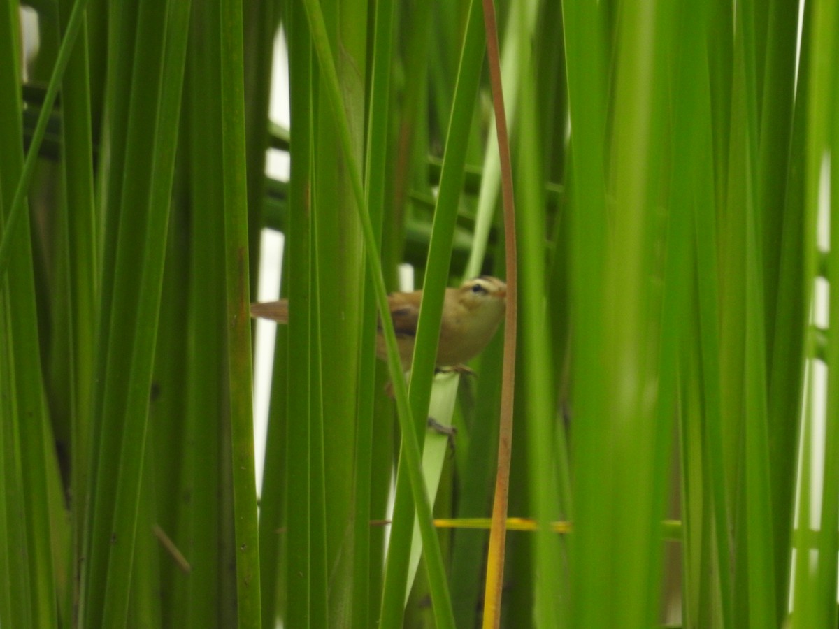 Black-browed Reed Warbler - ML645779118
