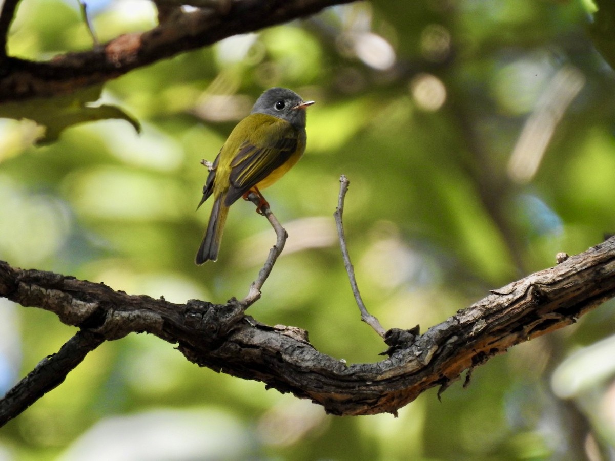 Сероголовая комароловка - ML645779120