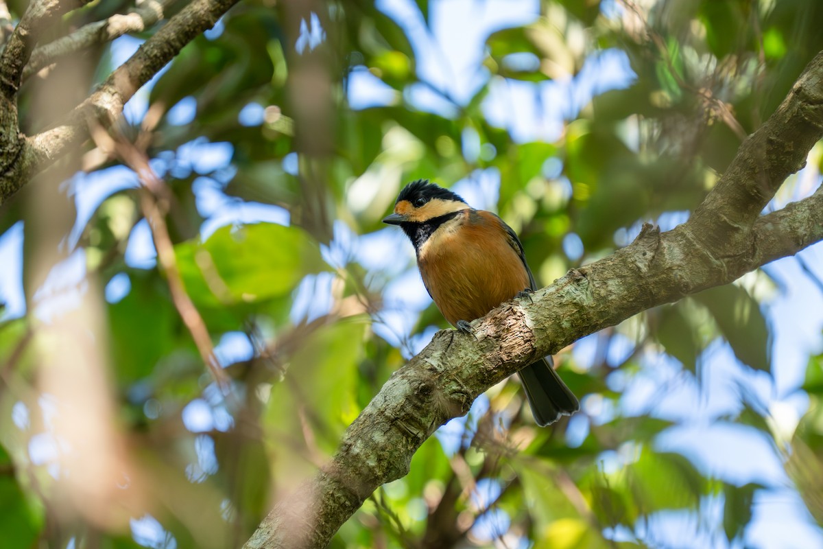 雜色山雀 - ML645779125