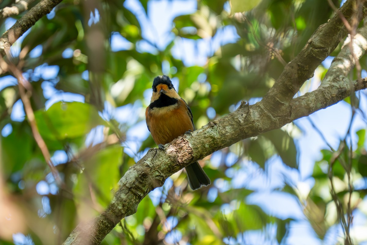 雜色山雀 - ML645779126