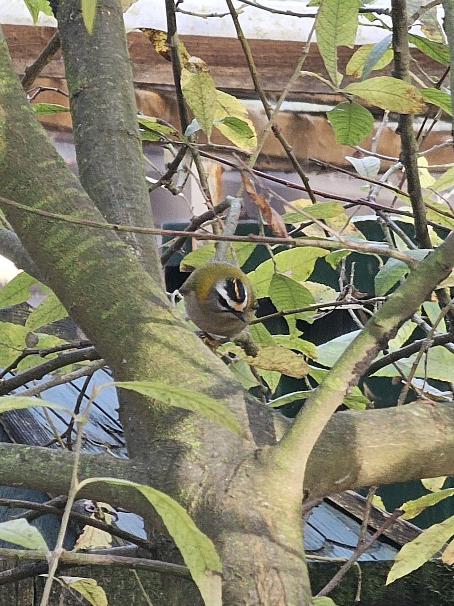 Common Firecrest - ML645779143