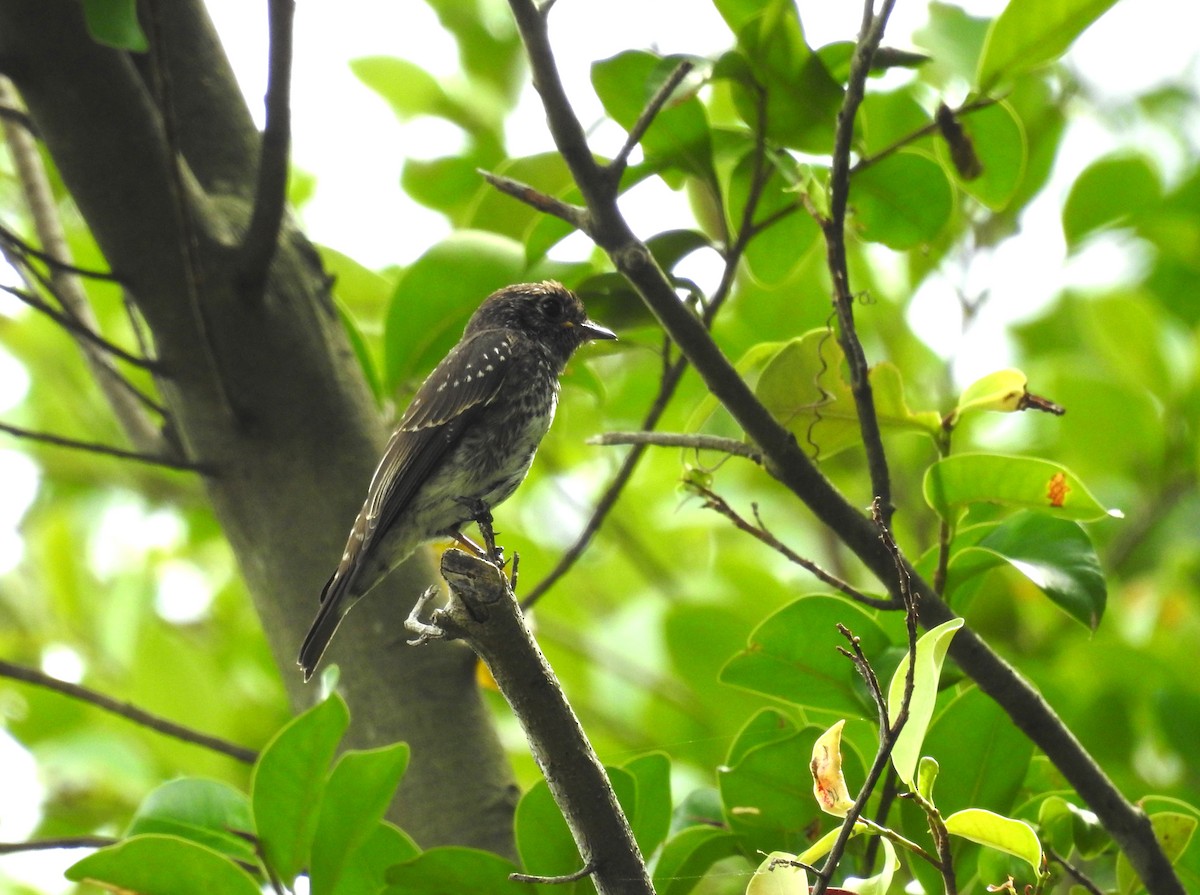 Dark-sided Flycatcher - ML645779148