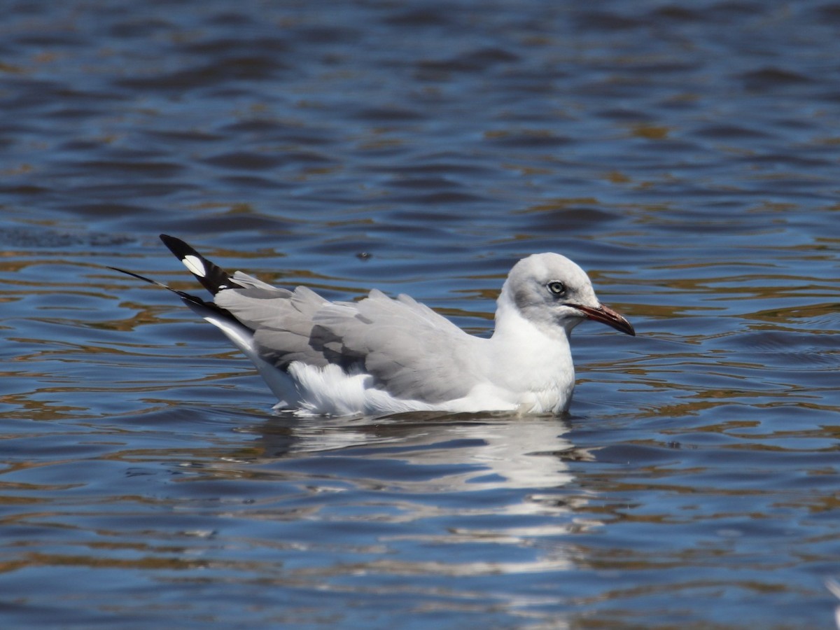 Gray-hooded Gull - ML645779149
