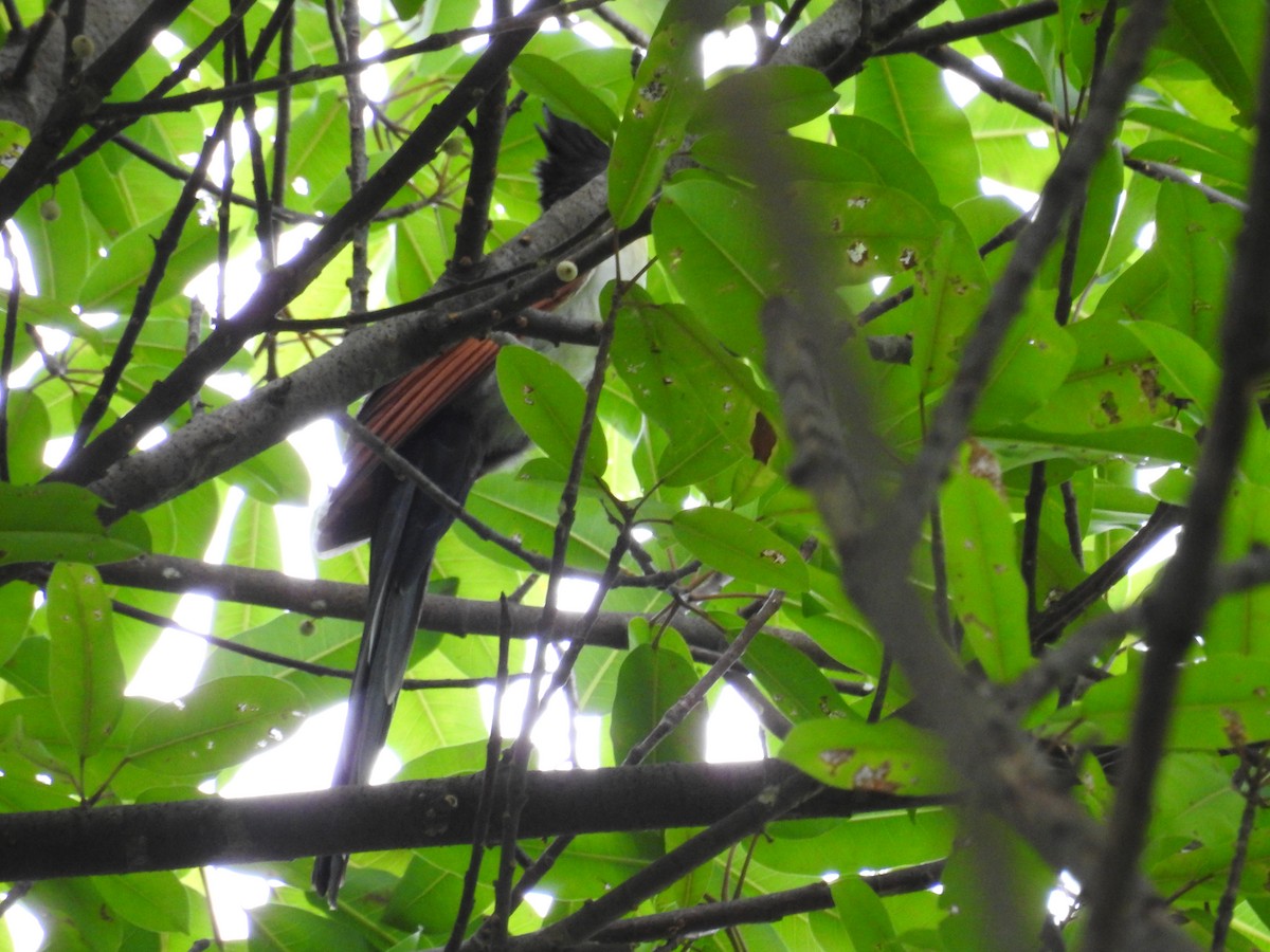 Chestnut-winged Cuckoo - ML645779165