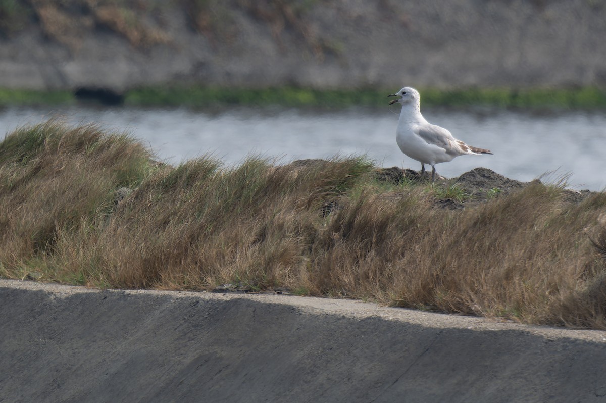 Relict Gull - ML645779168