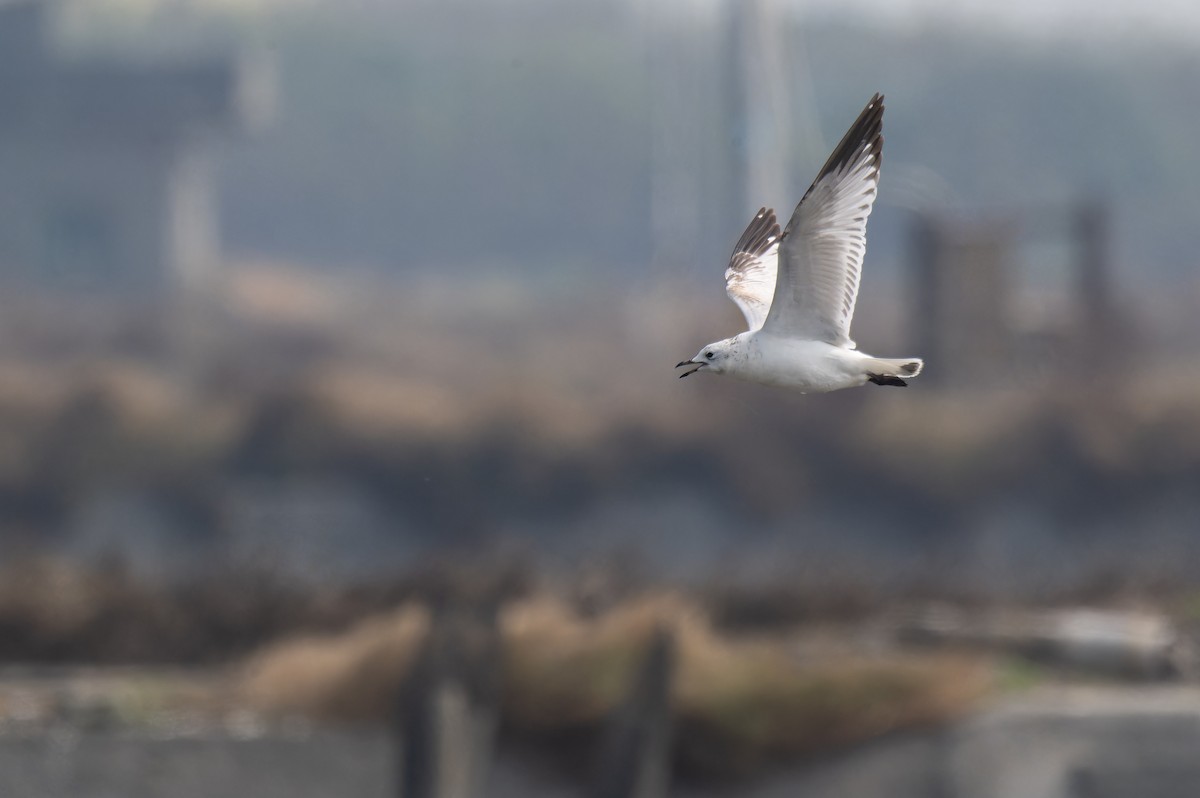 Relict Gull - ML645779170