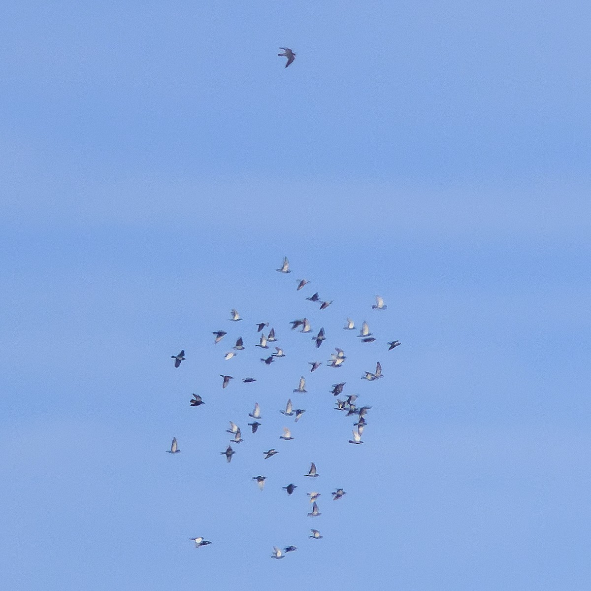 Peregrine Falcon - ML645779186