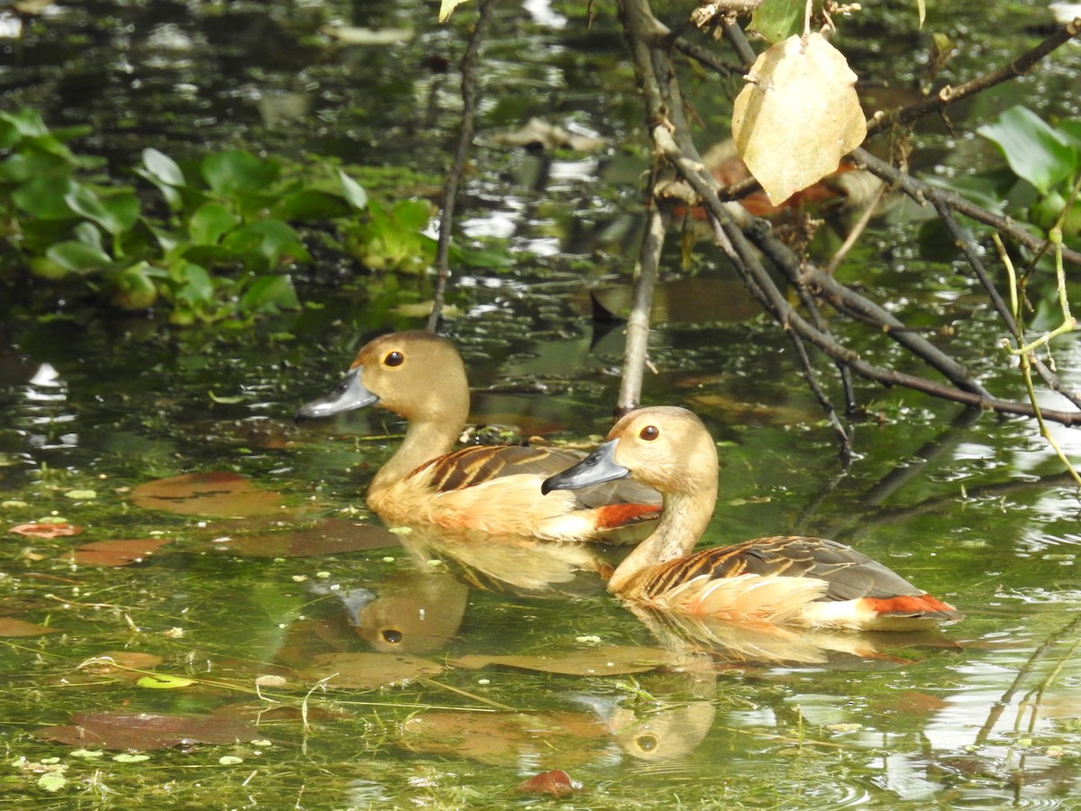 Lesser Whistling-Duck - ML645779187