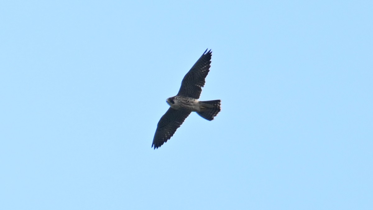 Peregrine Falcon - ML645779188