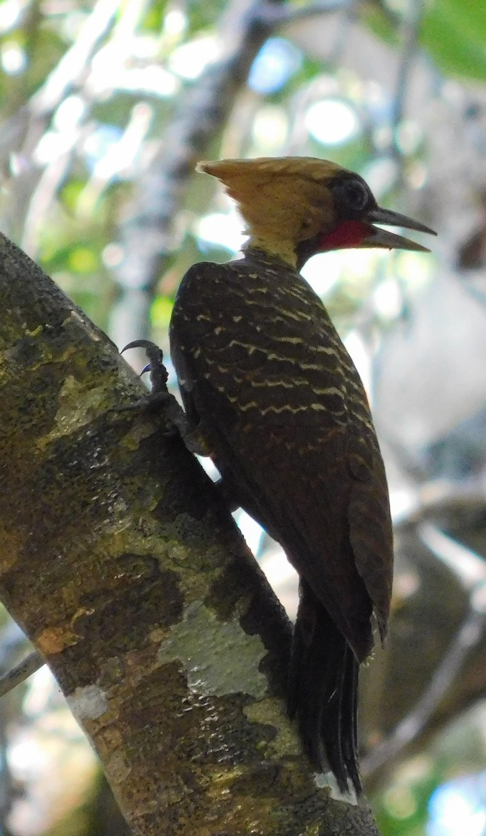 Pale-crested Woodpecker - ML645779197