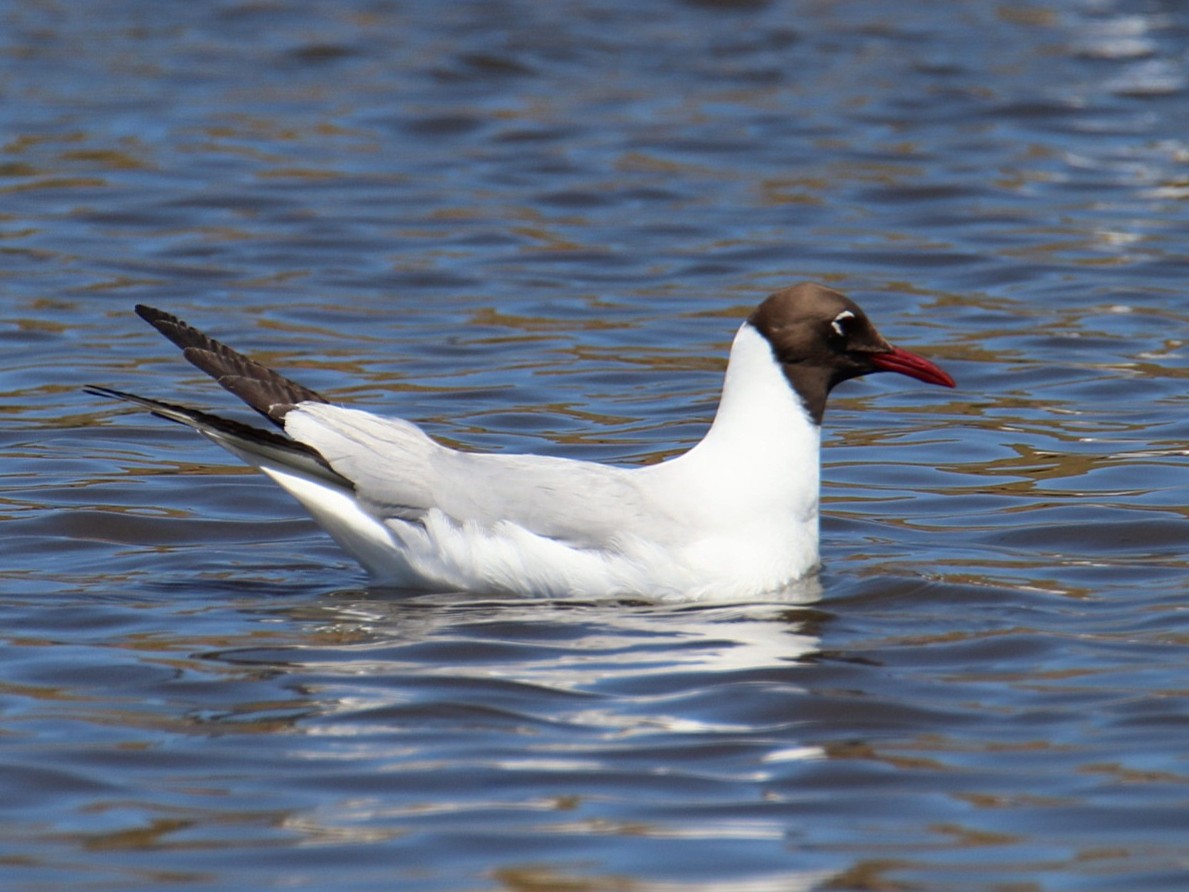 Black-headed Gull - ML645779198