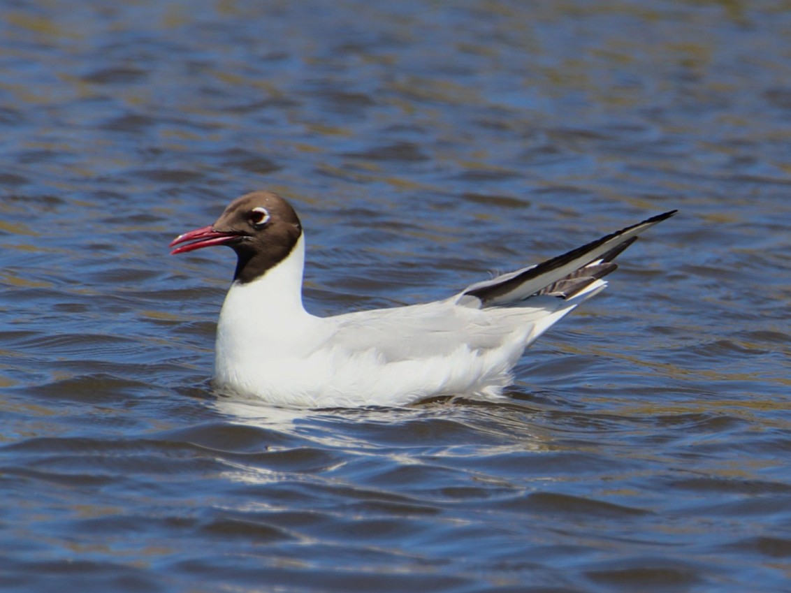 Black-headed Gull - ML645779199