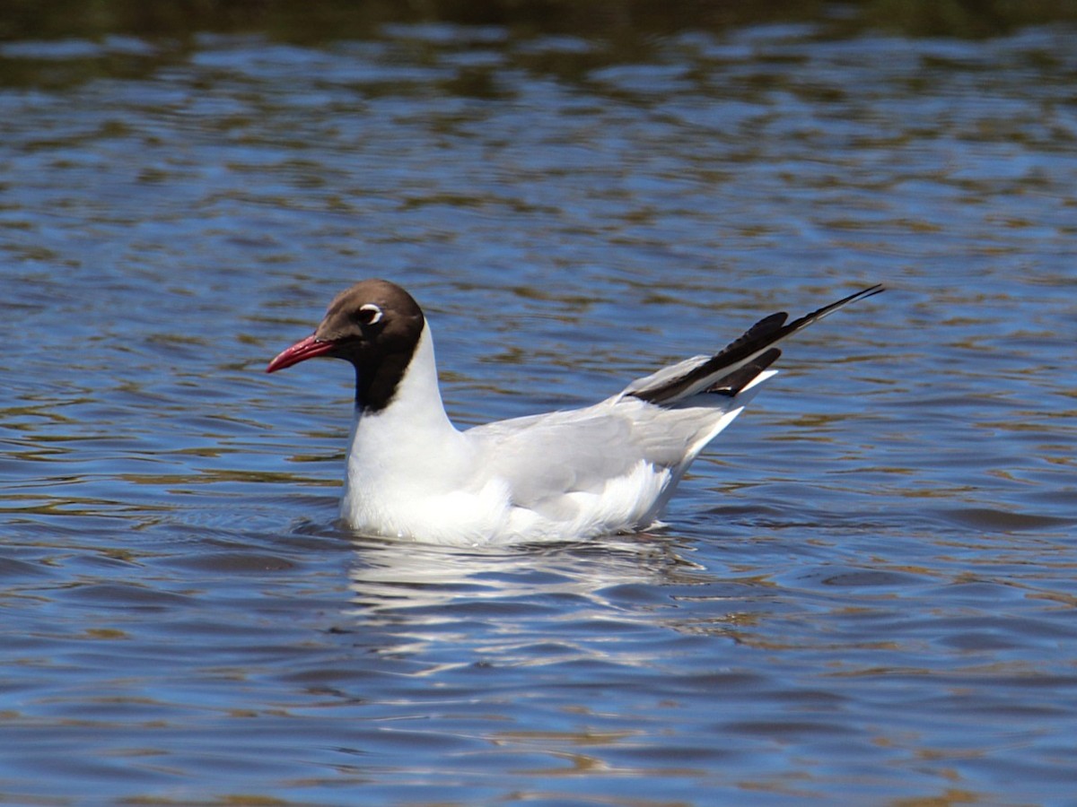 Black-headed Gull - ML645779200
