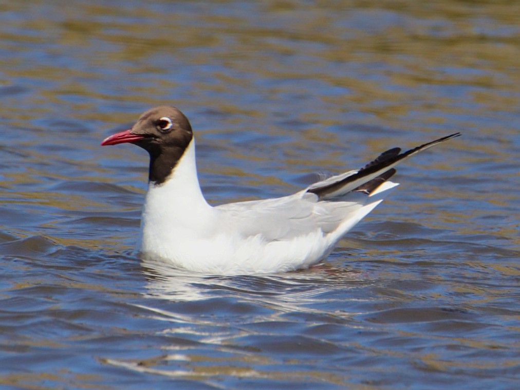 Black-headed Gull - ML645779201