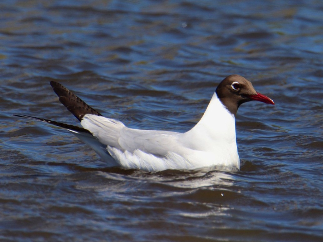 Black-headed Gull - ML645779202