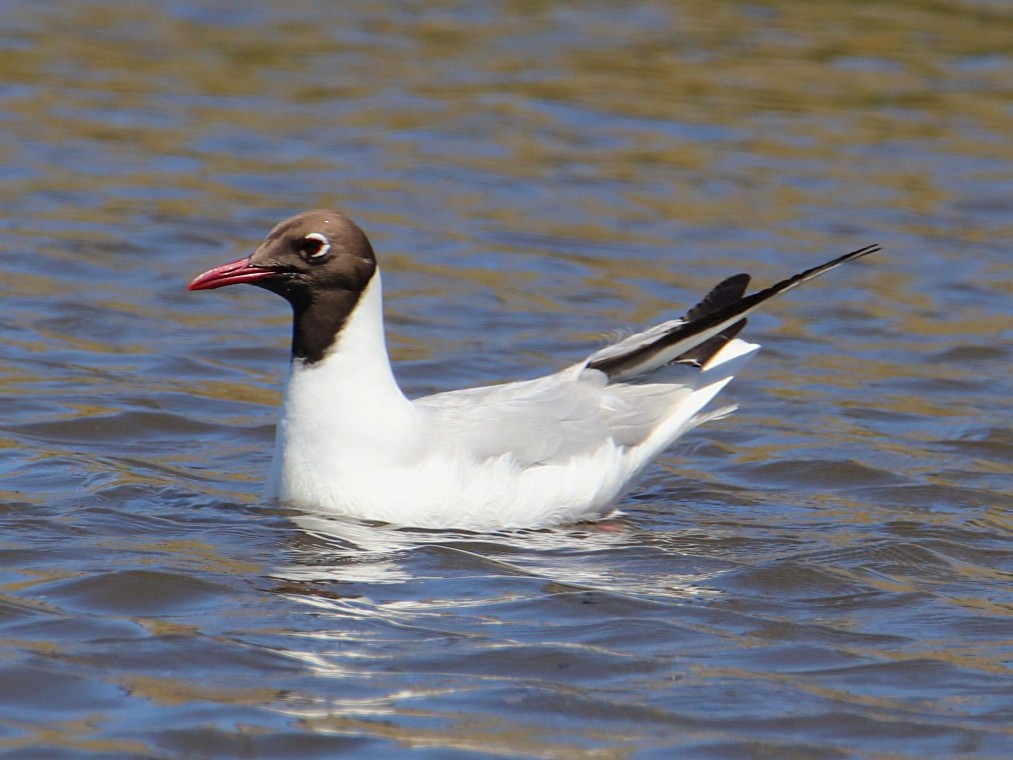 Black-headed Gull - ML645779203