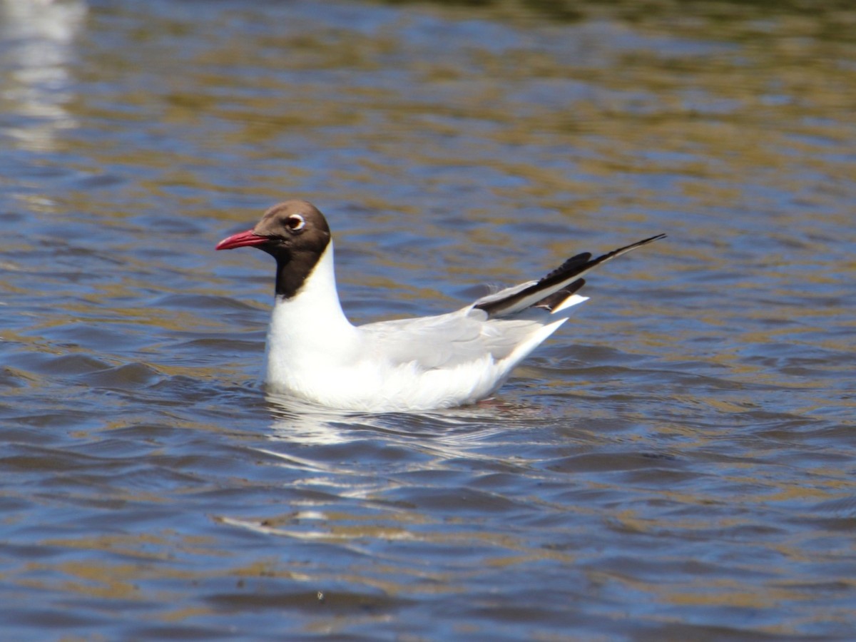 Black-headed Gull - ML645779204