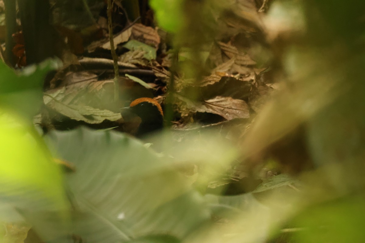 Rufous-capped Antthrush - ML645779216