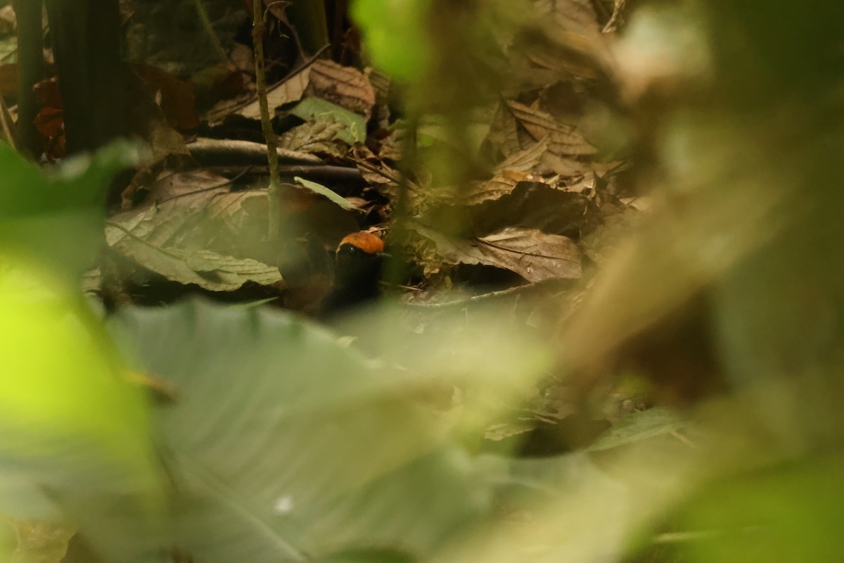 Rufous-capped Antthrush - ML645779217