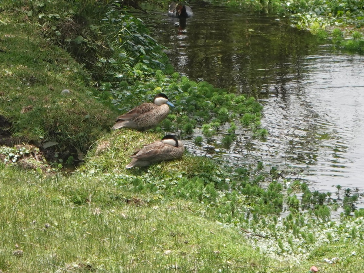 Puna Teal - ML645779230