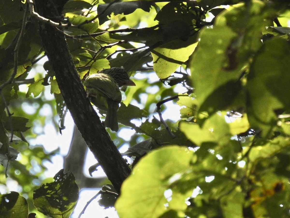 Lineated Barbet - ML645779234