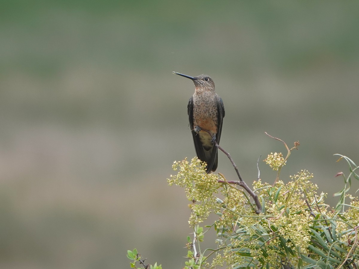 Giant Hummingbird - ML645779241