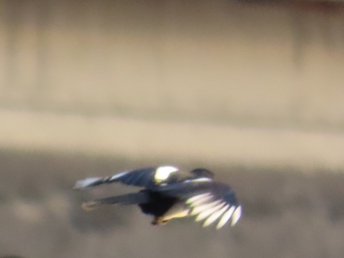 Orientelster - ML645779251