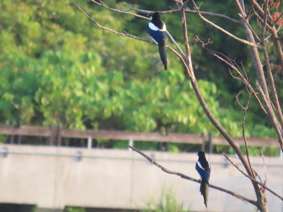 Orientelster - ML645779252