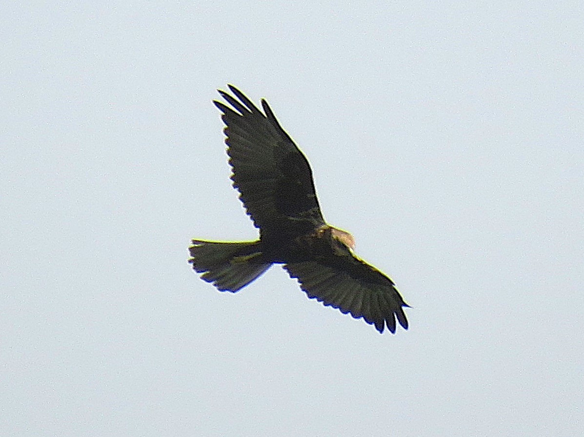 Western Marsh Harrier - ML645779279