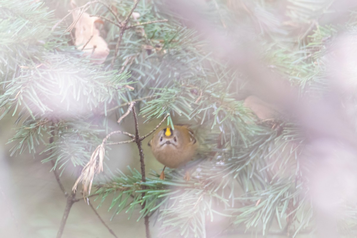 Wintergoldhähnchen - ML645779280