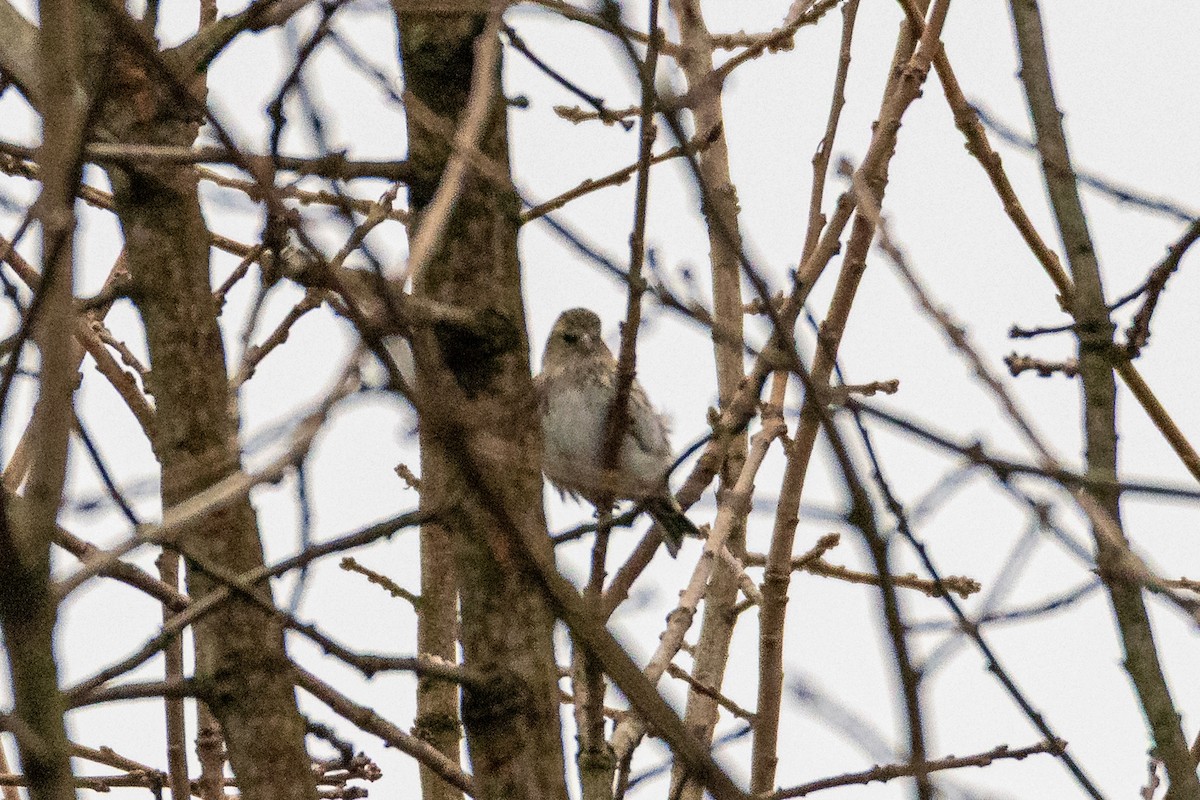 Erlenzeisig - ML645779287