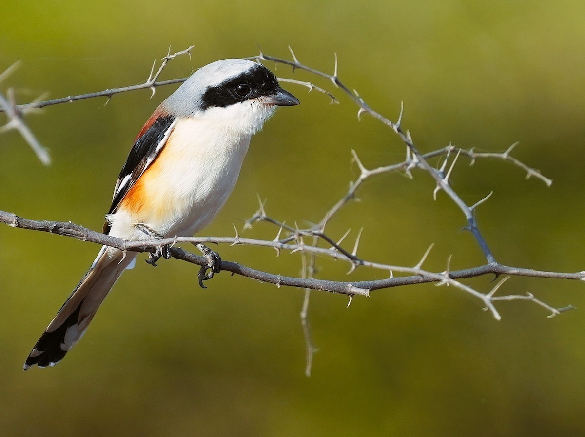 Bay-backed Shrike - ML645779288