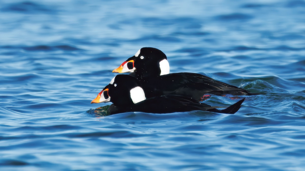 Surf Scoter - ML645779291