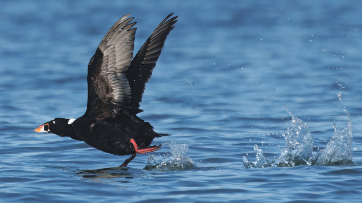 Surf Scoter - ML645779292