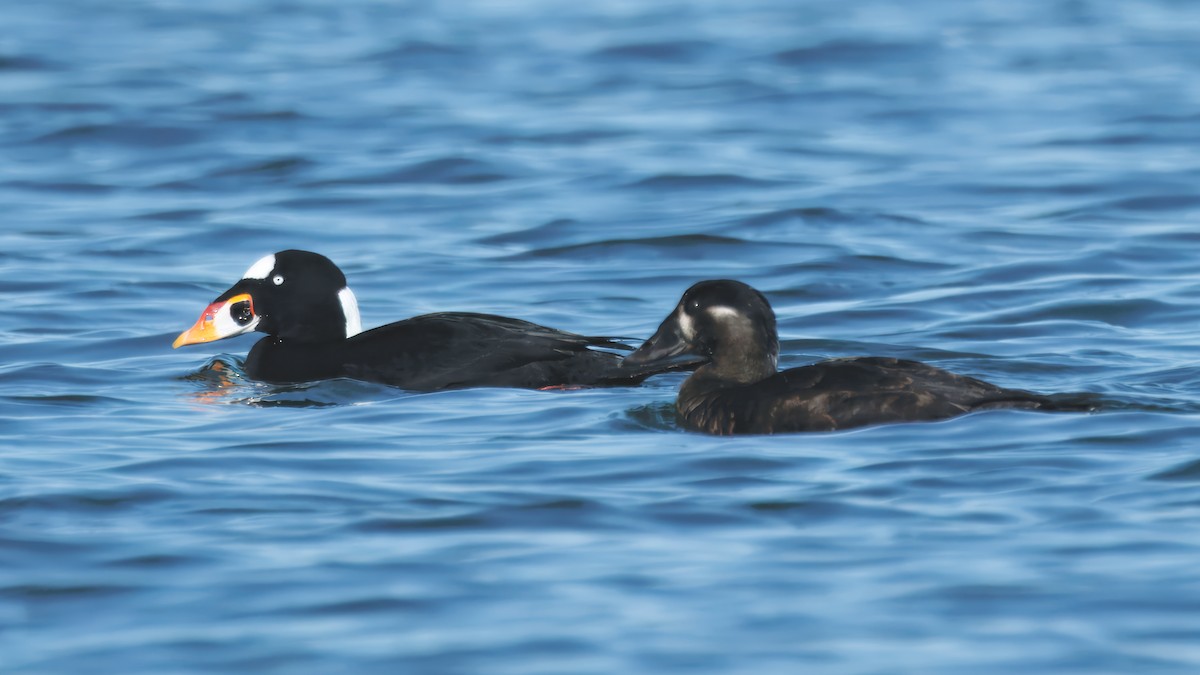 Surf Scoter - ML645779293