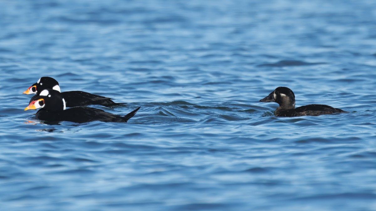 Surf Scoter - ML645779294