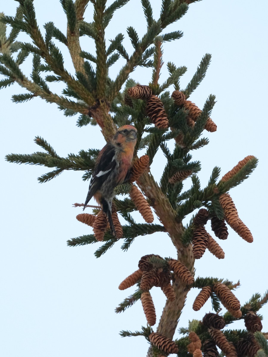White-winged Crossbill - ML645779295