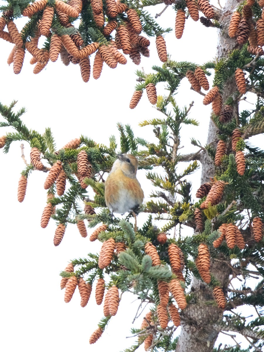 White-winged Crossbill - ML645779296