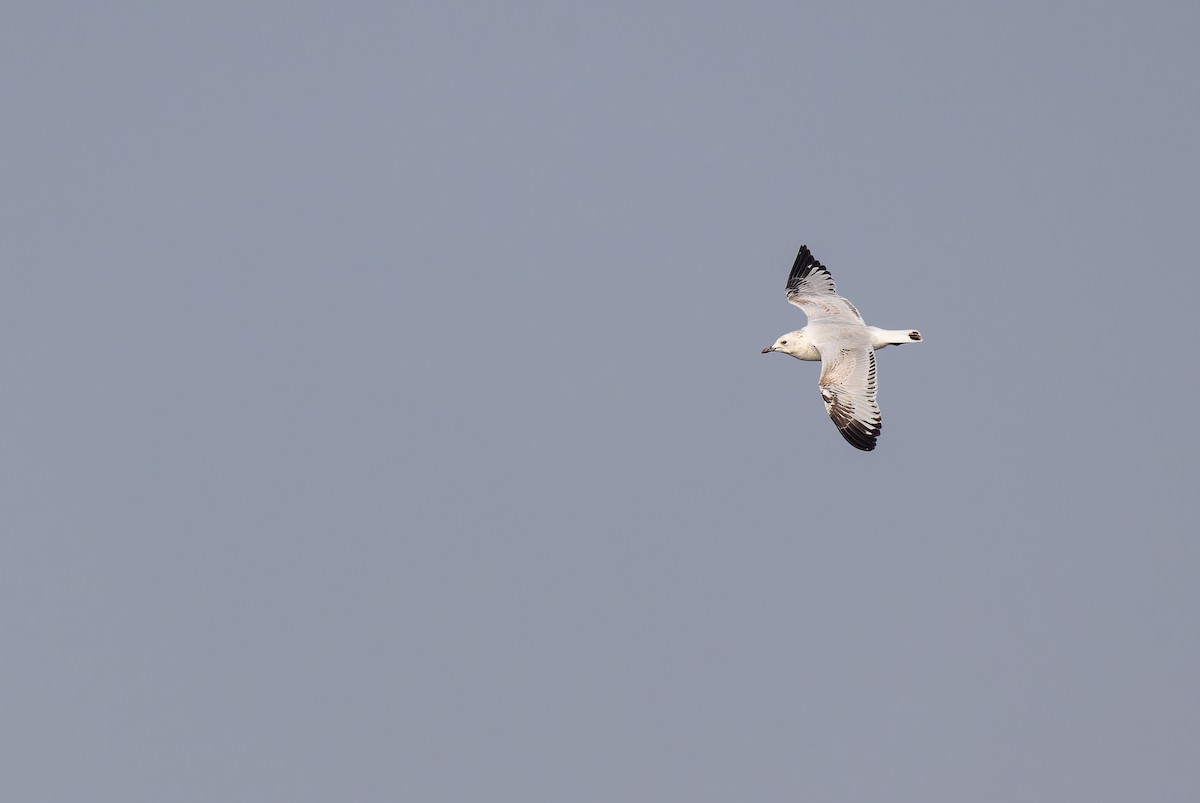 Relict Gull - ML645779299