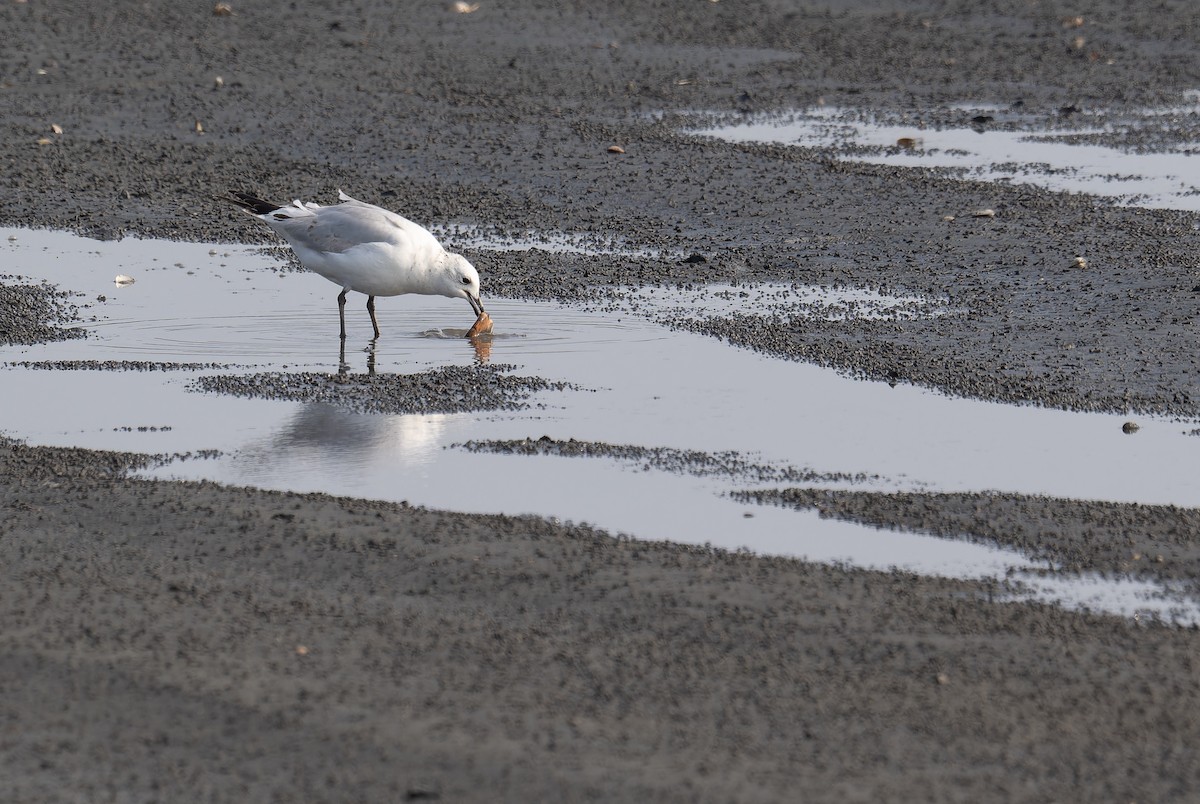 Relict Gull - ML645779301